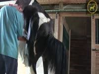 Farm caretaker making a horse cum and collecting orgasm